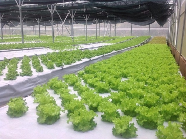 Phát triển nông nghiệp công nghệ cao đang là hướng đi của nhiều HTX tại Quảng Trị