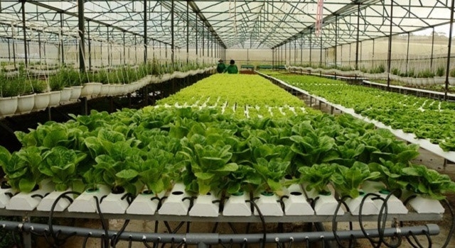 Mục tiêu đến năm 2025, thành phố HCM sẽ có 3 khu nông nghiệp công nghệ cao.