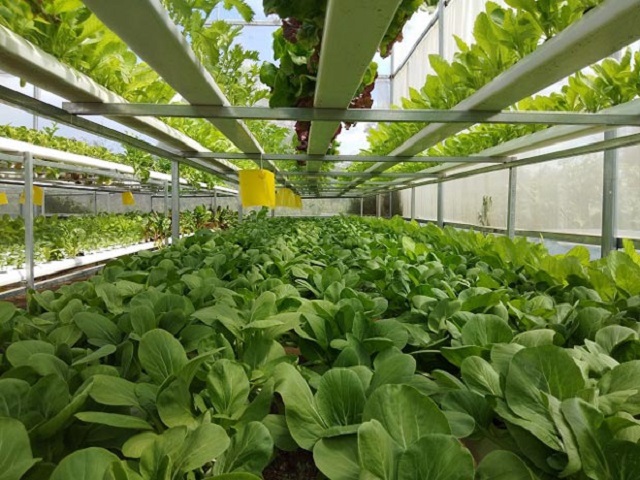 Trồng rau thủy canh giúp hạn chế được một lượng lớn phế phẩm nông nghiệp