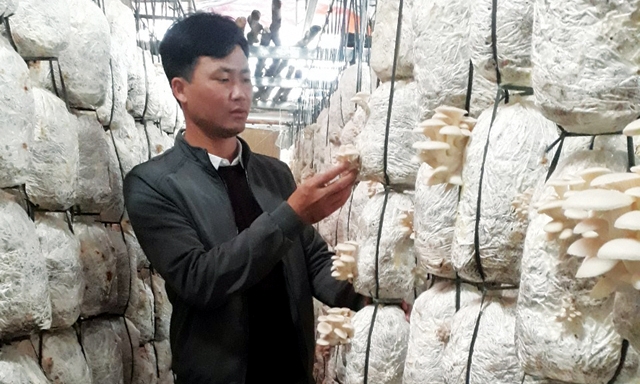 Giám đốc Nguyễn Quốc Huy kiểm tra các bịch nấm