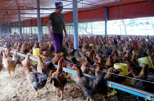 Sử dụng đệm lót sinh học trong chăn nuôi gà giúp bảo vệ môi trường