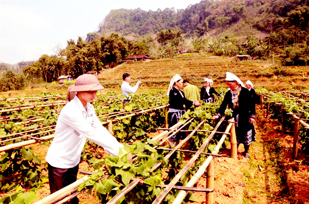 Nhiều HTX tỉnh Tuyên Quang đang hình thành liên kết trong sản xuất, tiêu thụ sản phẩm