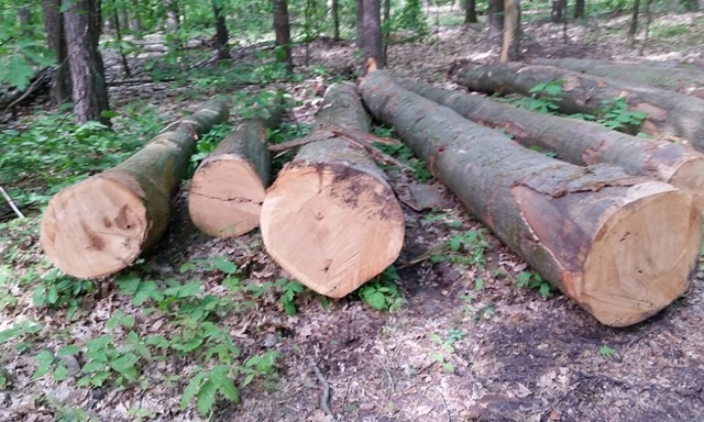 Gỗ cao su là một trong hai nguồn gỗ quan trọng nhất cho các nhà máy chế biến