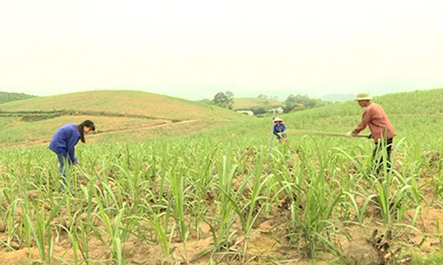 Tam Đa là vùng trọng điểm mía đường của tỉnh Tuyên Quang