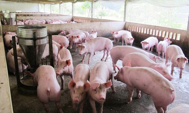 Từ nay đến cuối năm, nguồn cung thịt lợn trong nước sẽ không thiếu