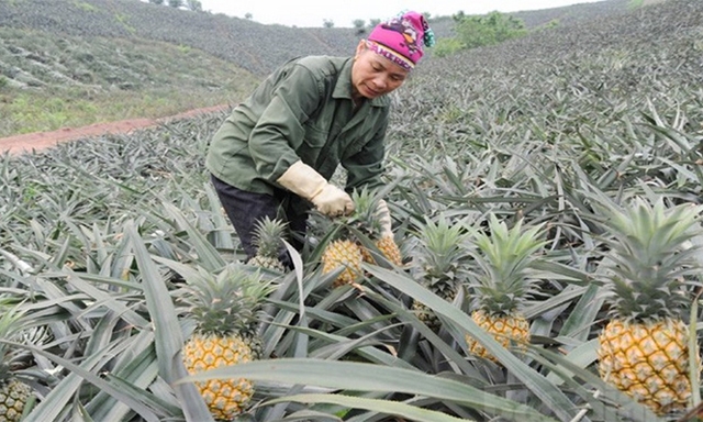 Quy trình canh tác dứa VietGAP của HTX đã góp phần thay đổi nhận thức của người dân