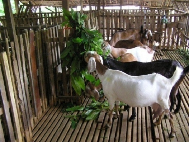 Nuôi dê vừa tận dụng được thức ăn xanh vừa tận dụng phân để trồng cỏ