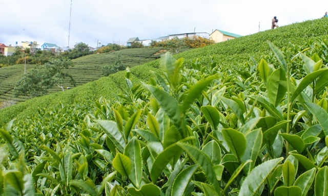 HTX đang hướng tới mở rộng vùng chè an toàn và nâng tầm thương hiệu chè xanh Ba Trại
