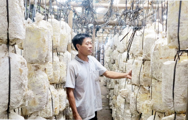 Các HTX đang đóng góp tích cực vào xây dựng NTM ở Thanh Thủy