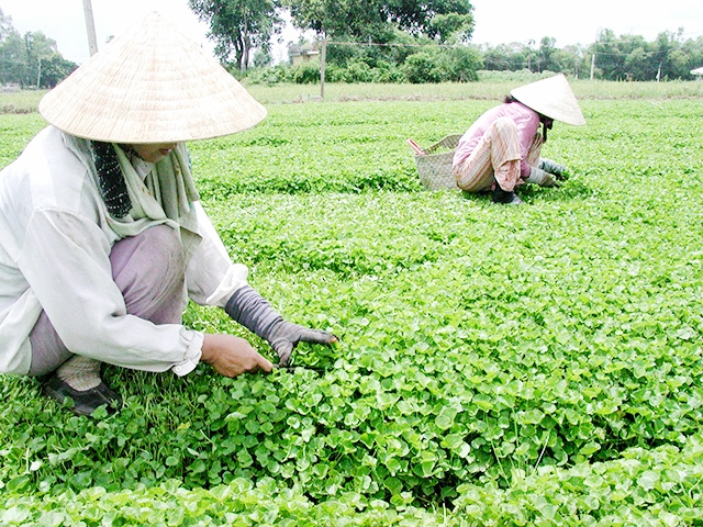 Rau má của HTX đang cho thu nhập 150 - 200 triệu đồng/năm, đồng thời, đảm bảo tốt các quy định về ATLĐ, vệ sinh thực phẩm