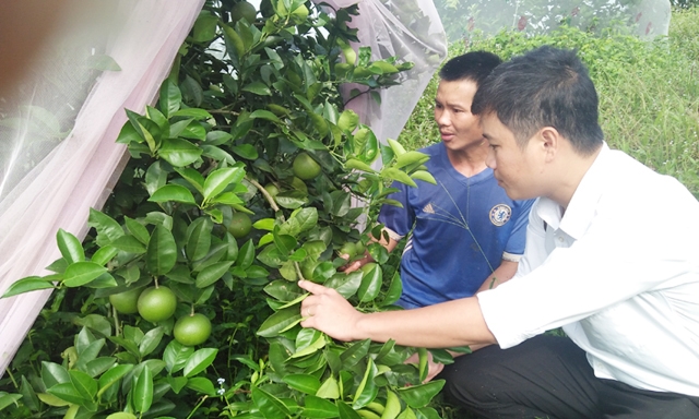 Kiểm tra cam quả nuôi trong màn