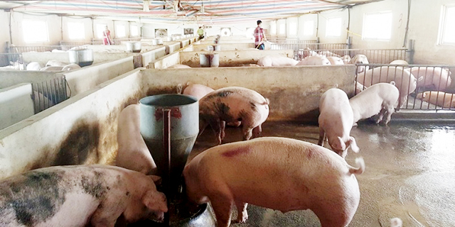 Chăn nuôi bằng thảo dược giúp HTX nâng cao hiệu quả, đảm bảo ATLĐ cho thành viên