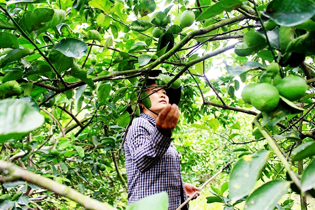 Mô hình trồng chanh không hạt của THT Hồ Đắc Kiện đang cho hiệu quả cao