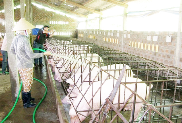 Yên Sơn đang đẩy mạnh phát triển các mô hình chăn nuôi an toàn