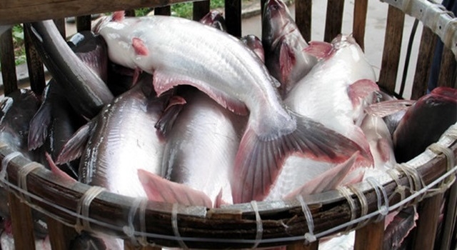 Giá cá tra tăng cao nhất 20 năm (Ảnh Internet)