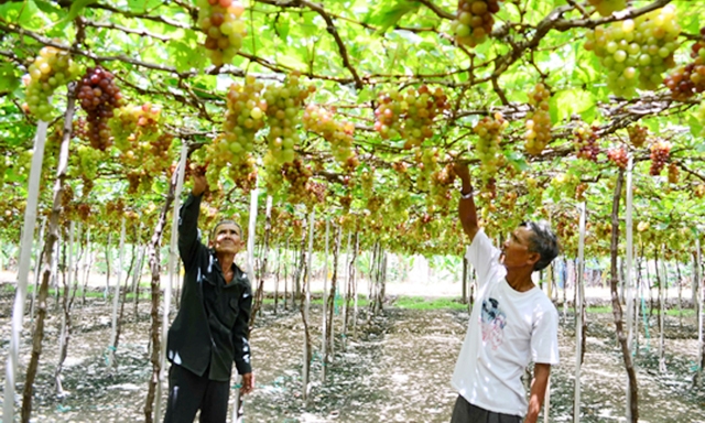 Nông dân xã Phước Thuận (Ninh Phước) chăm sóc vùng nho tập trung gắn với du lịch sinh thái