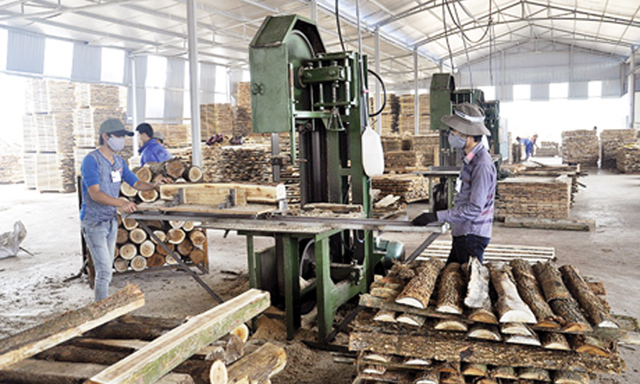 Xưởng sản xuất gỗ dăm của HTX Đại Phú