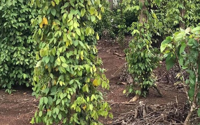 Ảnh minh họa (Nguồn Internet)