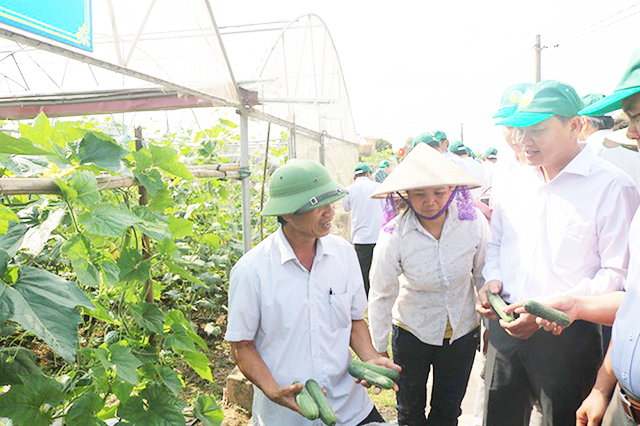 Các HTX nông nghiệp đang đóng góp quan trọng trong xây dựng NTM ở Yên Khánh