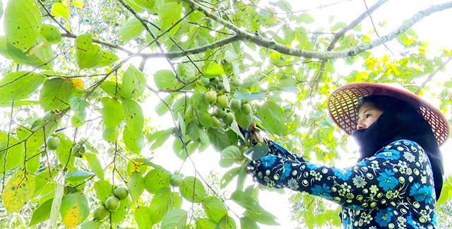 Hồng không hạt đang trở thành một trong những cây trồng chủ lực của huyện Chợ Đồn