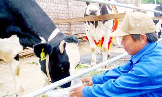HTX đã tạo nên bước ngoặt cho người nuôi bò sữa ở Phù Đổng