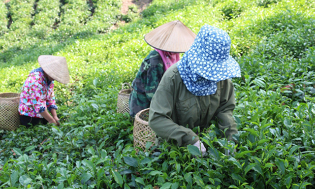 Chè Khe Cốc đang hướng tới chuẩn hữu cơ