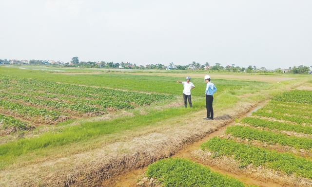 Cán bộ HTX đi kiểm tra tình hình sản xuất hàng ngày
