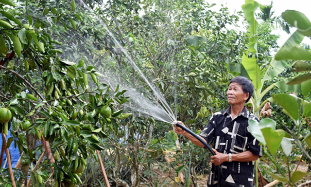 Xã Tiên Hà đang nhân rộng mô hình trồng cam giấy thành vùng chuyên canh
