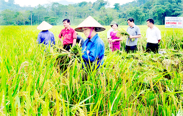 Các HTX đang thúc đẩy liên kết sản xuất, tiêu thụ nông sản tại Thạnh Trị
