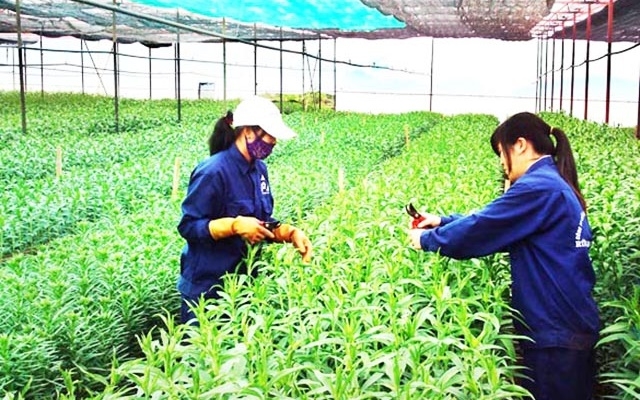 TP Hà Nội phấn đấu có 80 - 90% số HTX đang hoạt động trên địa bàn thuộc diện tốt, khá vào năm 2020.