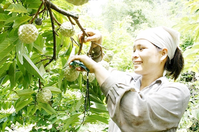 Na Chi Lăng đang đẩy mạnh sản xuất an toàn để hướng tới xuất khẩu
