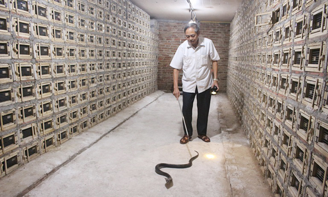 Mô hình chăn nuôi rắn hổ mang tại HTX Thịnh Hưng