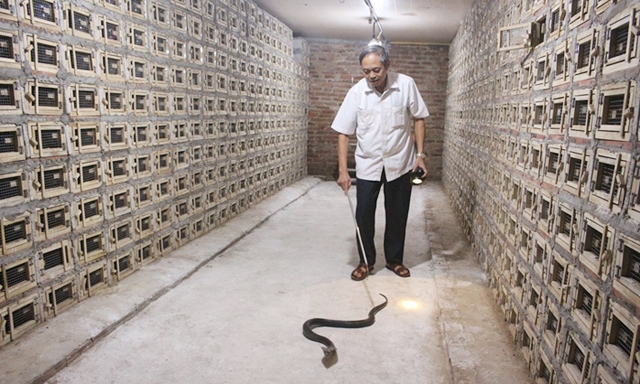 Mô hình chăn nuôi rắn hổ mang tại HTX Thịnh Hưng