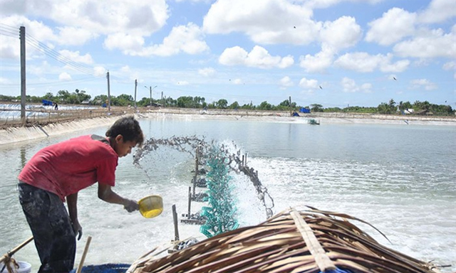 Vùng ao nuôi tôm của HTX Hòa Nghĩa, Sóc Trăng