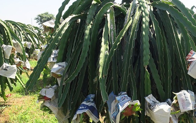 Bọc báo quanh trái chín chờ giá lên (Ảnh:Internet)