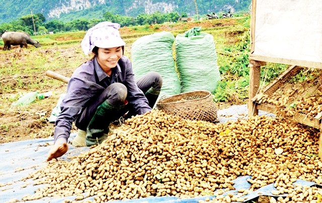 Cây lạc đang mở ra hướng phát triển mới, mang lại giá trị cao cho người dân Phúc Sơn