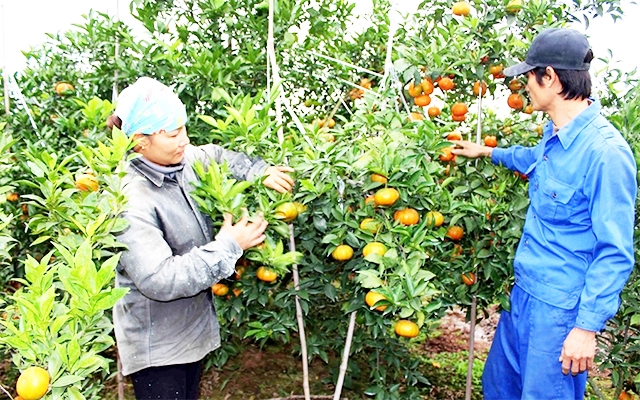 Mô hình trồng cam Vinh của HTX bước đầu cho hiệu quả khá cao