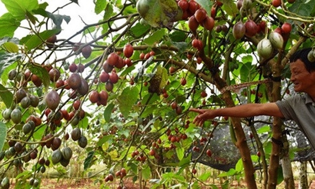 Cây cà chua thân gỗ được HTX lựa chọn là cây trồng chủ lực