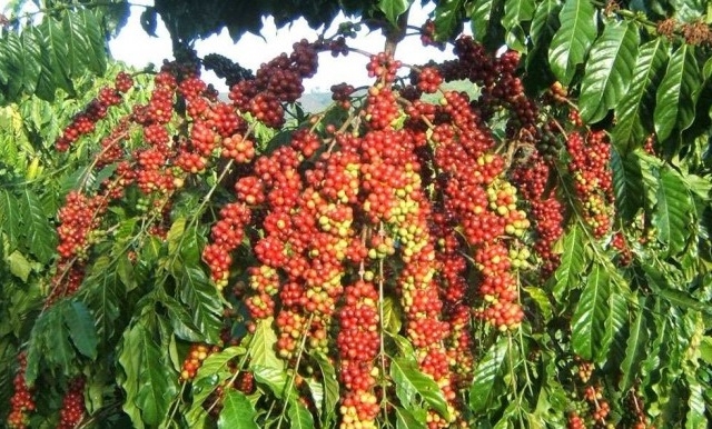 Diện tích trồng hồ tiêu đang gấp 3 lần so với quy hoạch đến năm 2020.