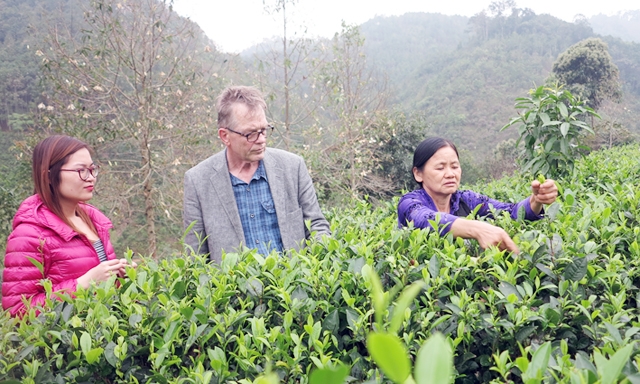 Chè Mỹ Phương đang đẩy mạnh phát triển theo chuỗi