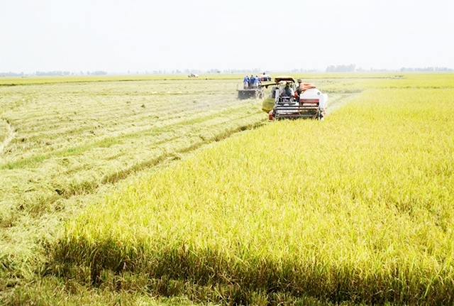 HTX đang chú trong xây dựng vùng sản xuất lúa an toàn, hướng đến sự phát triển bền vững