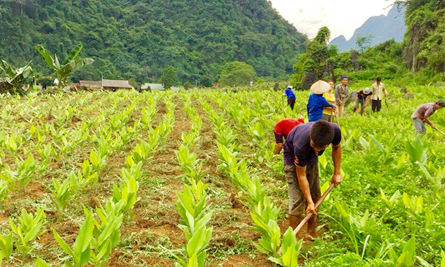 HTX đang có 4 ha nghệ, dự kiến cho thu nhập trên 600 triệu đồng trong năm 2018