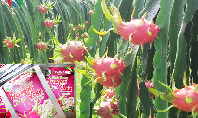 HTX đã tạo thêm sự phong phú cho sản phẩm xuất khẩu của tỉnh Bình Thuận