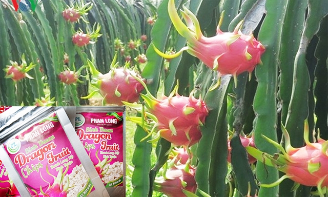 HTX đã tạo thêm sự phong phú cho sản phẩm xuất khẩu của tỉnh Bình Thuận