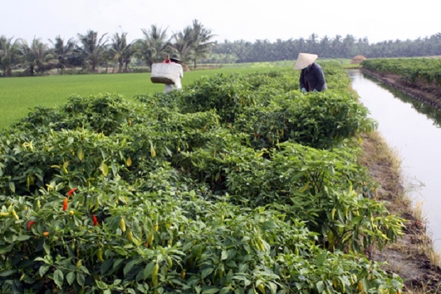 Ớt là một trong những cây trồng chủ lực của HTX