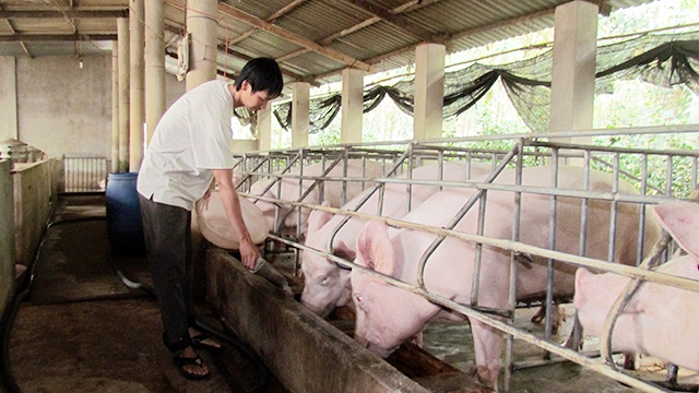 Các HTX chăn nuôi tại Lạng Sơn đang có những chuyển biến tích cực