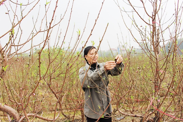 Mô hình trồng đào của HTX đang cho thu nhập 300 triệu đồng/ha/năm