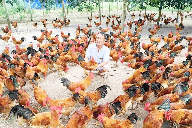 Nuôi gà thả vườn đang mở ra hướng đi mới, mang lại giá trị kinh tế cao cho người chăn nuôi tại Địch Quả