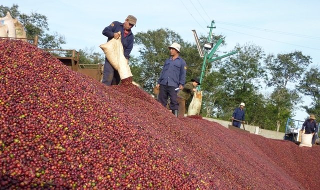 Giá cà phê Tây Nguyên dao động trong khoảng 35.600 – 36.200 đồng/kg.