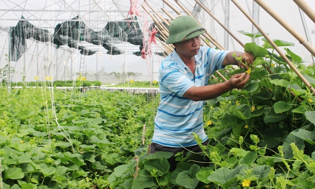 Thụ phấn cho dưa leo